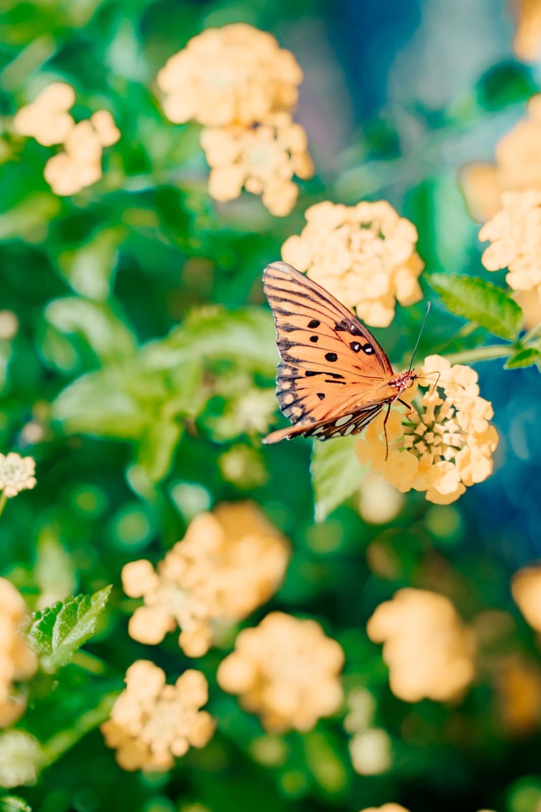 A Gulf fritillary butterfly feeding on lantana at the nursery.