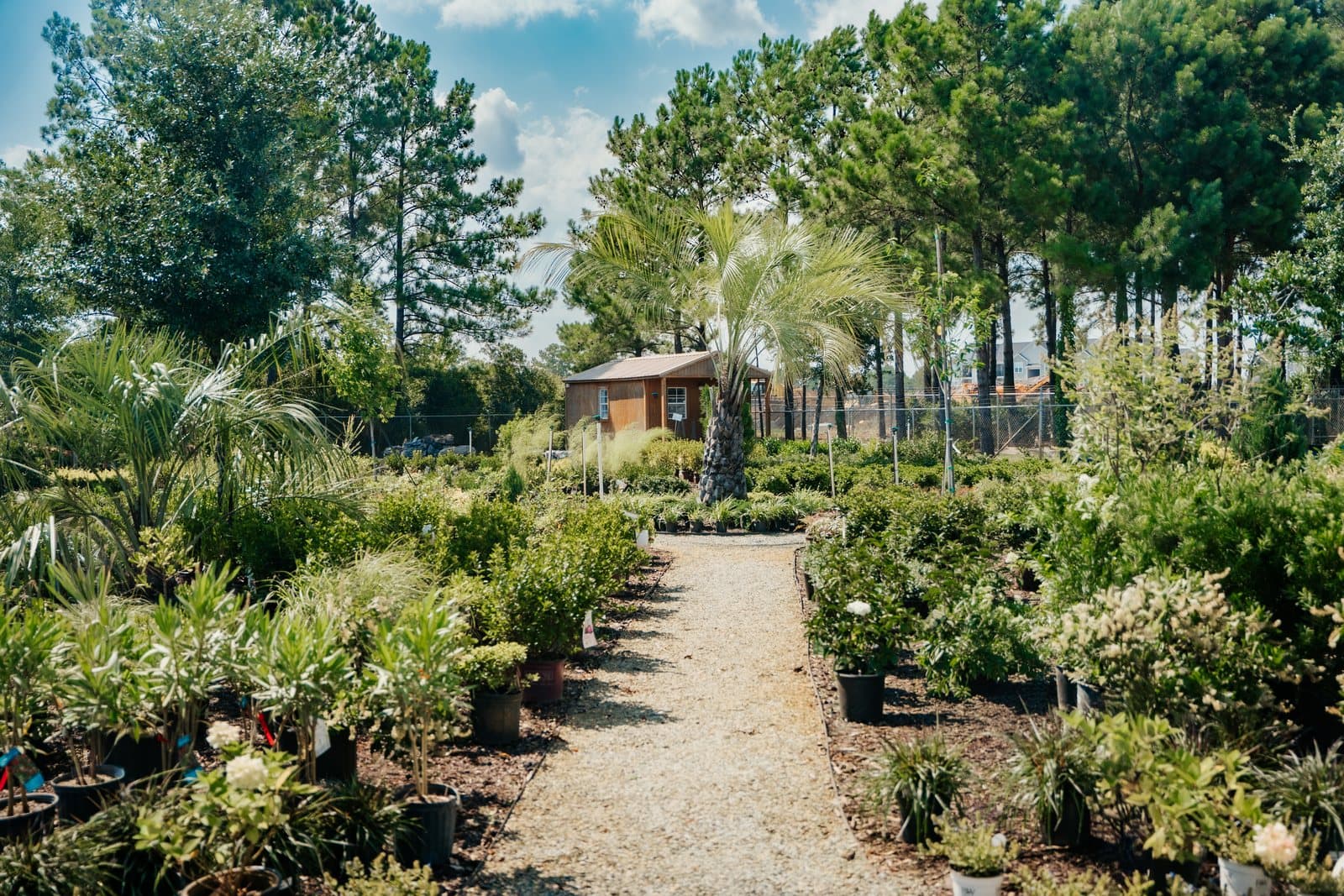 A gravel path through the Bloomin' Crazy nursery yard, lined with shrubs and a palm.
