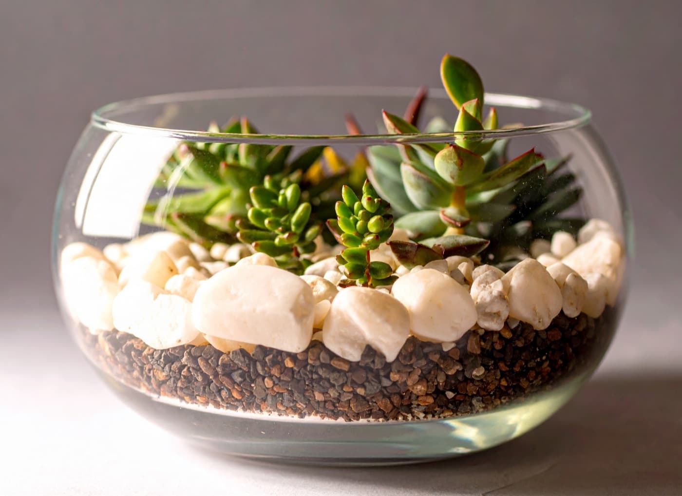 A glass bowl terrarium with succulents layered over white stones and dark gravel.