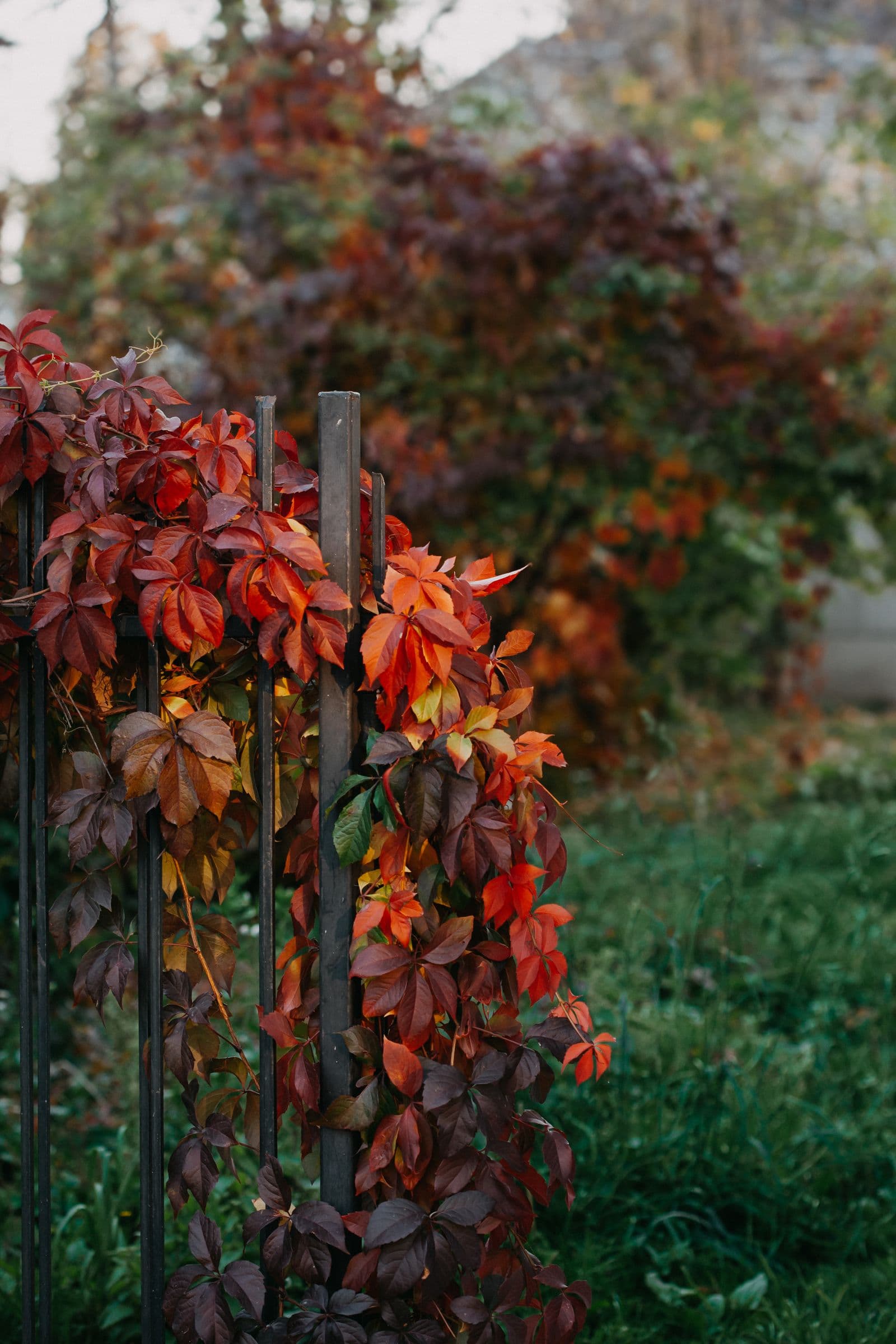Virginia creeper turning scarlet and rust over an iron garden fence in early fall.