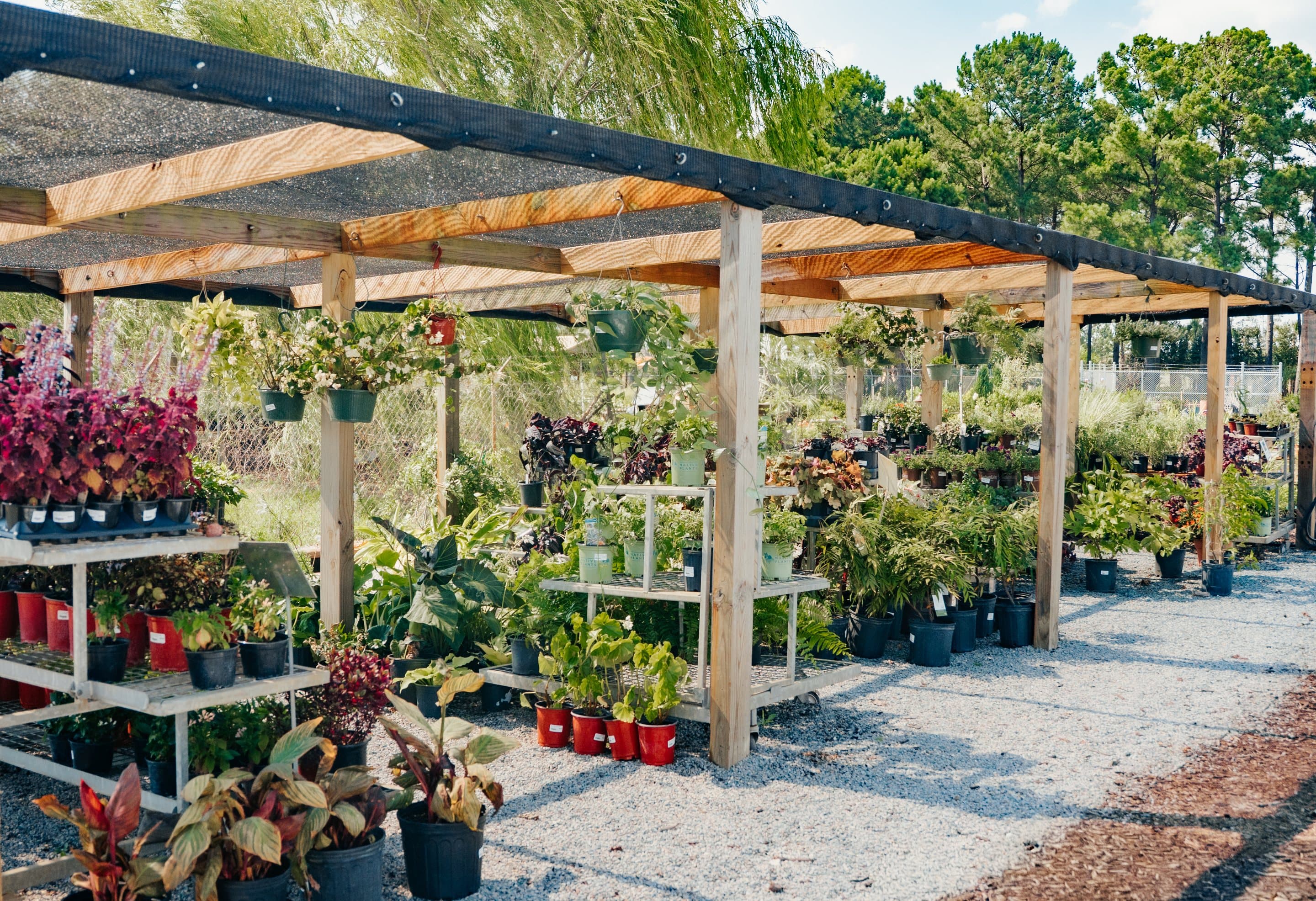 A shaded aisle of perennials and annuals at the nursery.