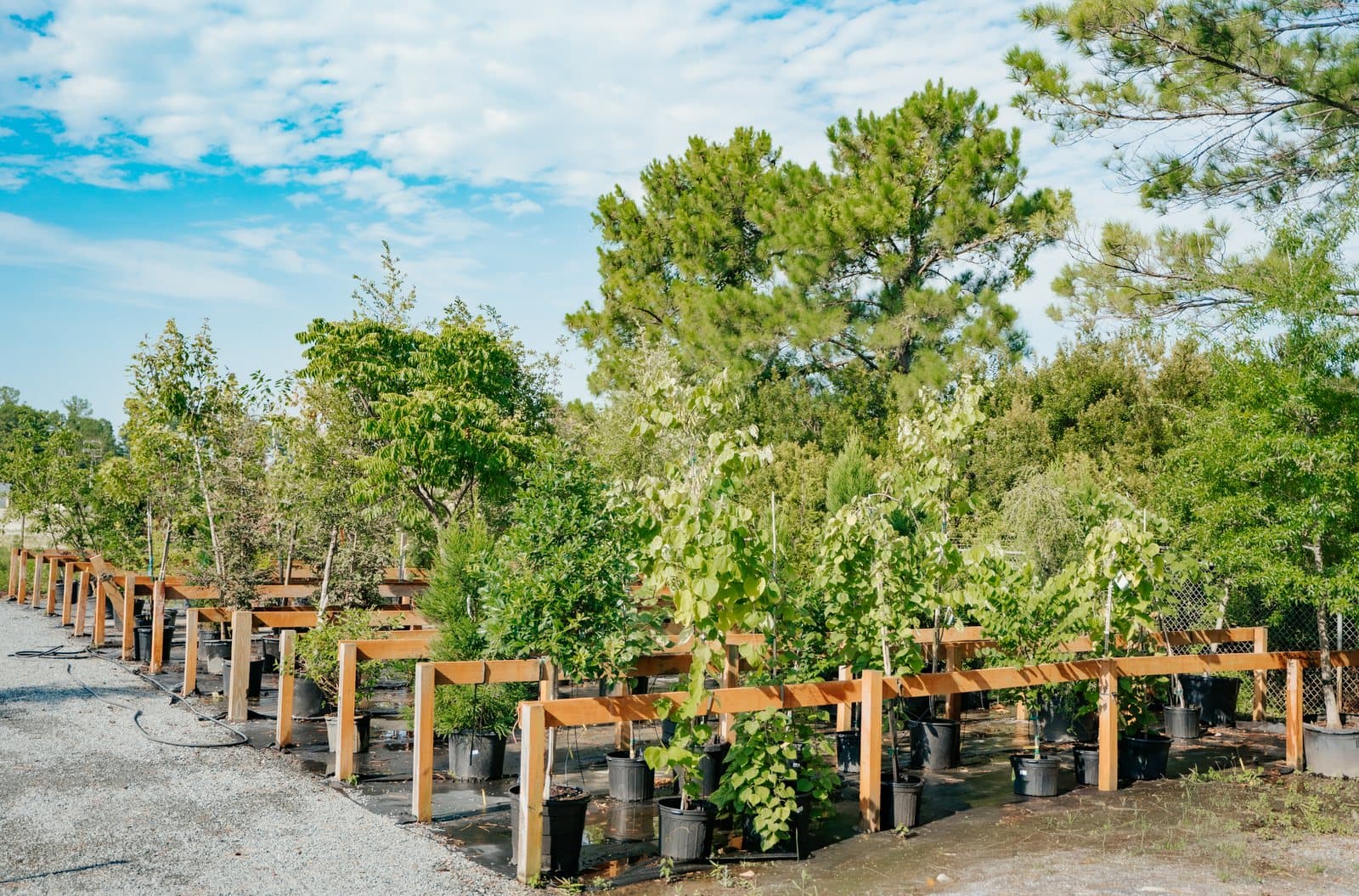 Rows of trees and shrubs growing in the nursery yard.