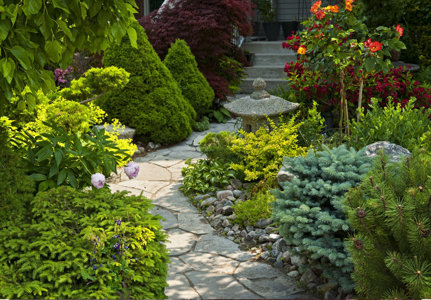 A flagstone garden path winding through lush shrubs, conifers, and blooming roses toward front steps