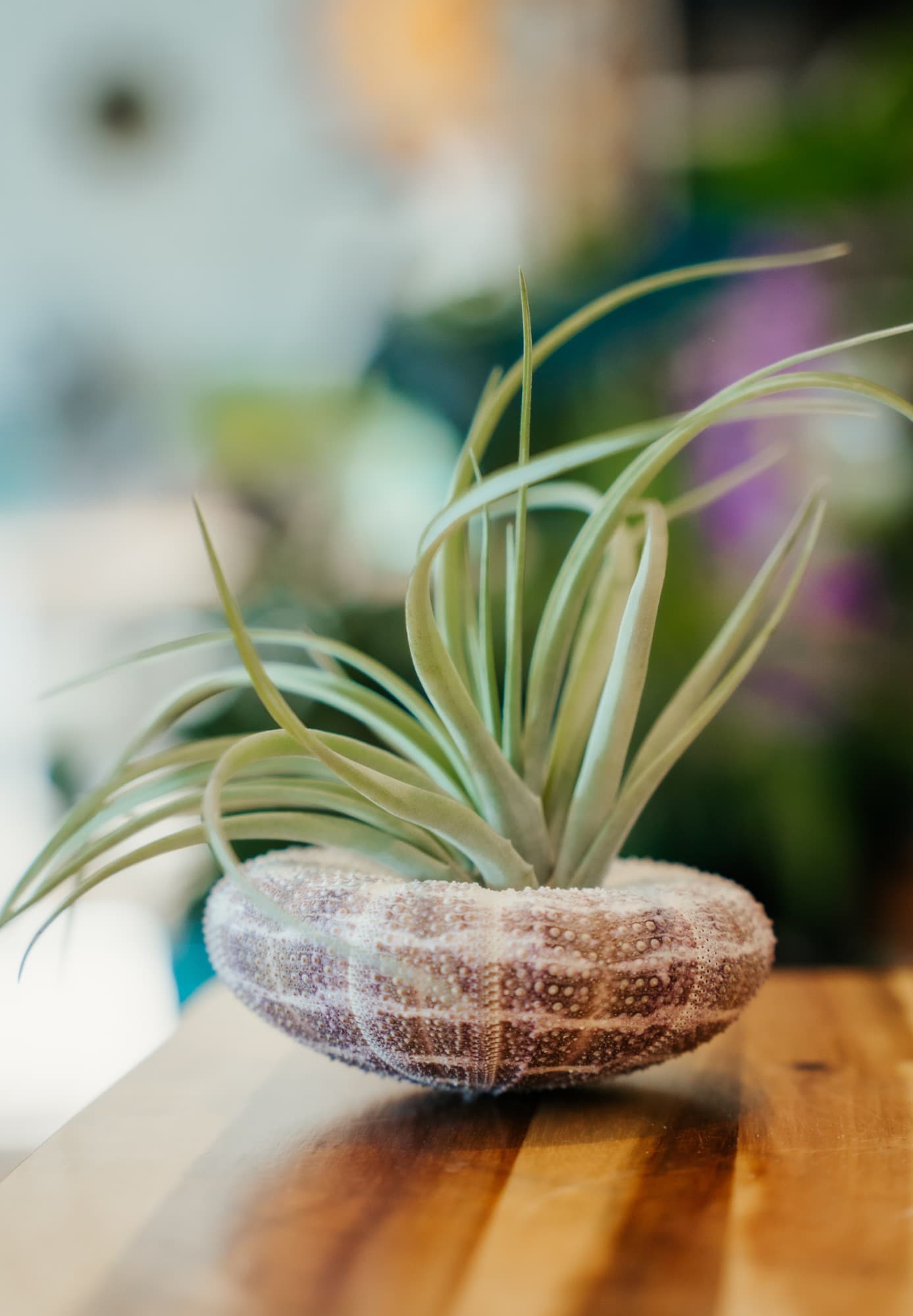 A single air plant in soft, warm light.