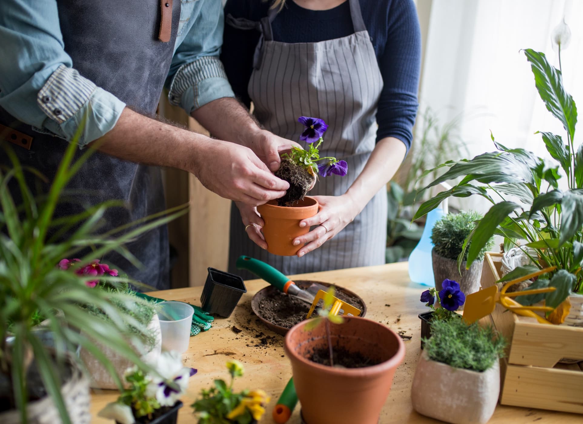 Two people repotting a pansy into a terracotta pot at a hands-on plant class.