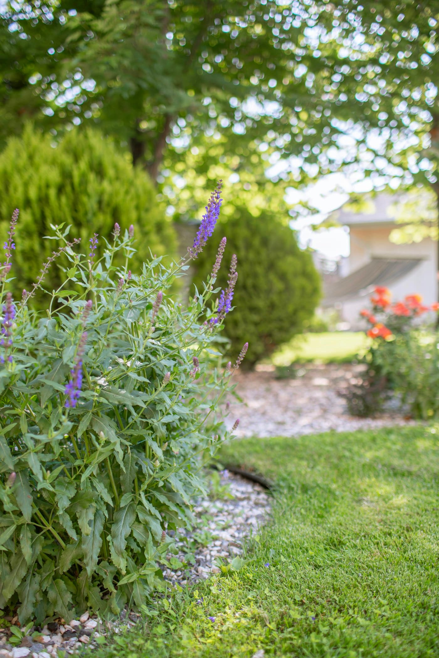 Salvia in bloom in a coastal garden bed at the nursery.