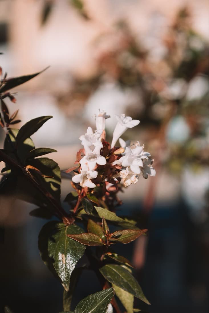 Abelia (Abelia × grandiflora)