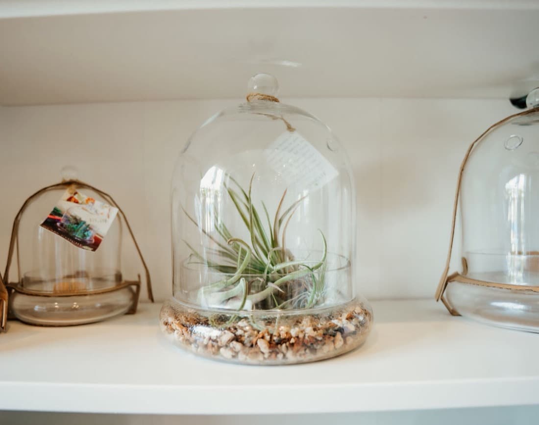 Air Plants (Tillandsia varieties)