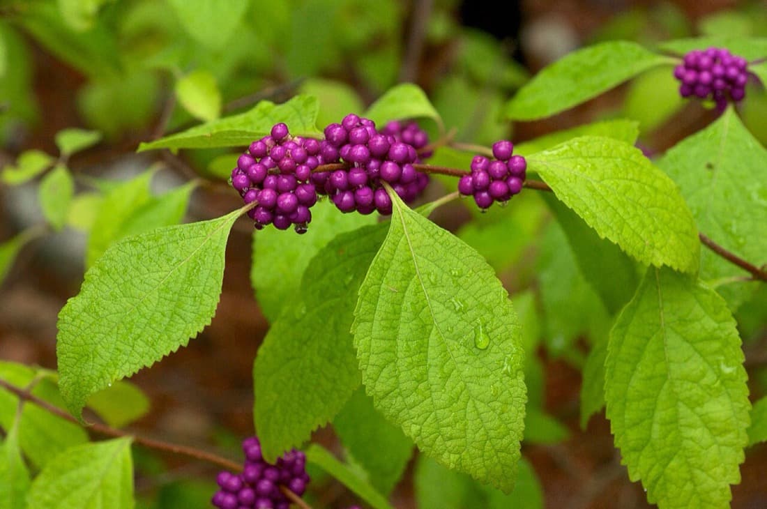 American Beautyberry (Callicarpa americana)