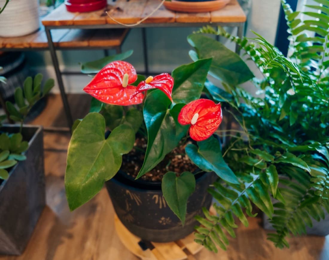 Anthurium (Anthurium andraeanum)