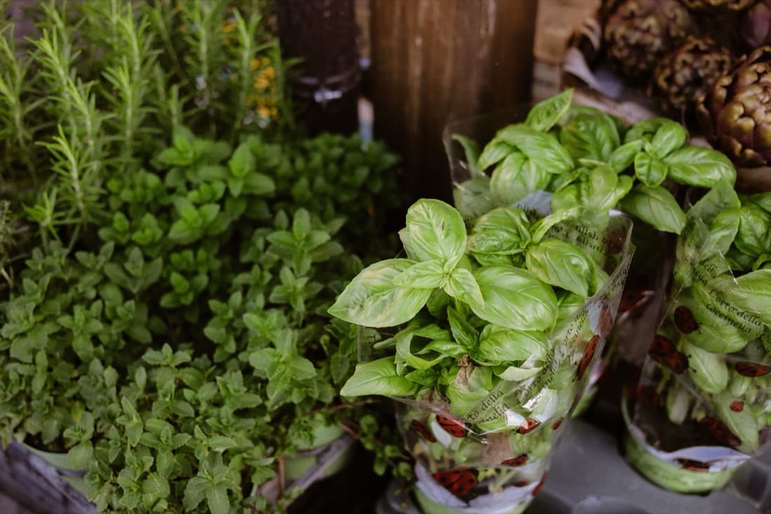 Basil, Thyme & Mint (Seasonal herb bench)