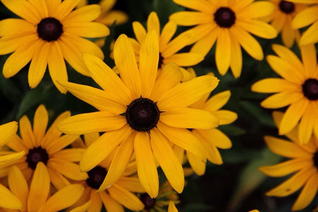 Black-Eyed Susan (Rudbeckia fulgida)