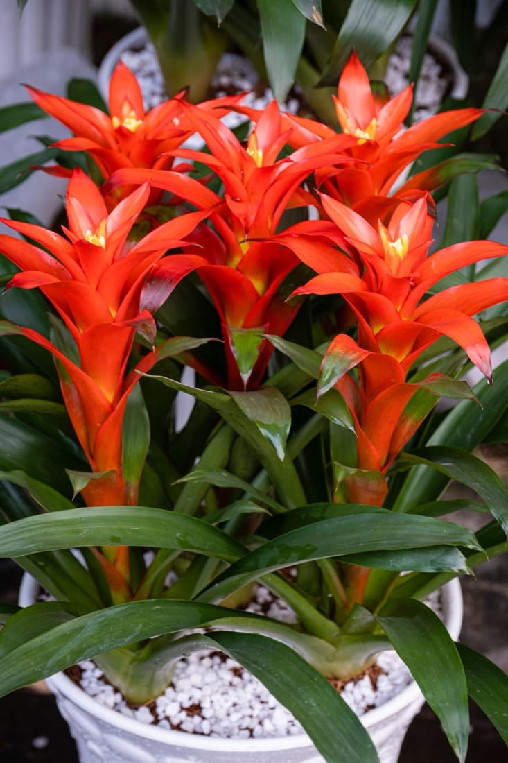 Bromeliads (Vriesea & Guzmania)