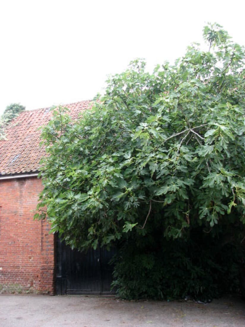 Brown Turkey Fig (Ficus carica)