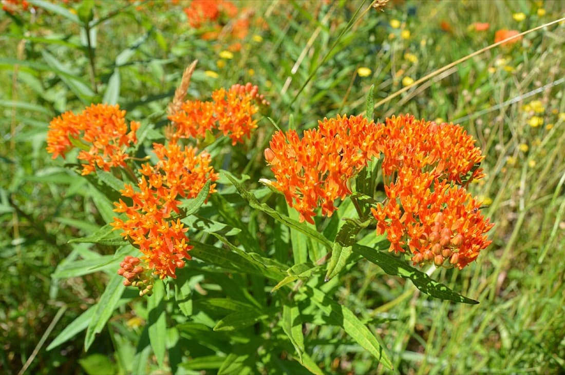 Butterfly Weed (Asclepias tuberosa)