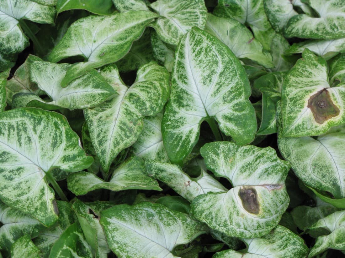 Caladium (Caladium bicolor)