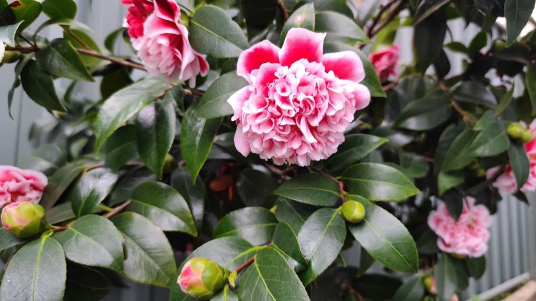 Camellia (Camellia japonica & sasanqua)