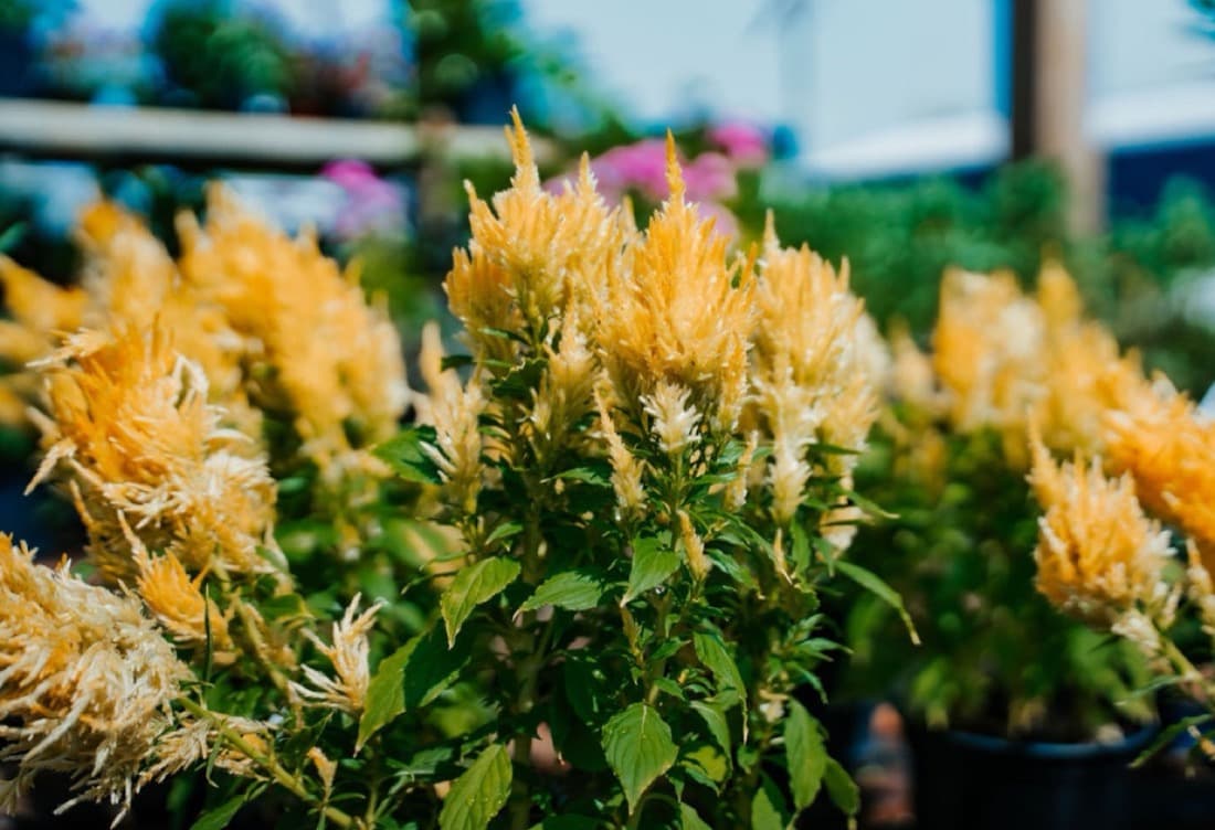 Golden celosia plumes glowing in the sun at the nursery.