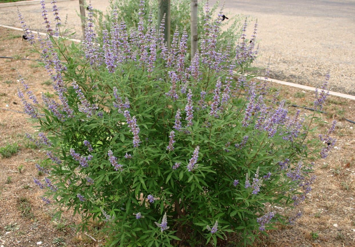 Chaste Tree (Vitex agnus-castus)