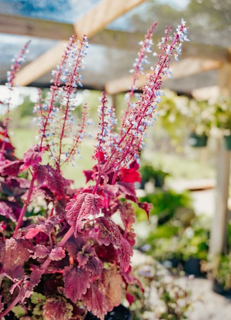 Coleus (Coleus scutellarioides)