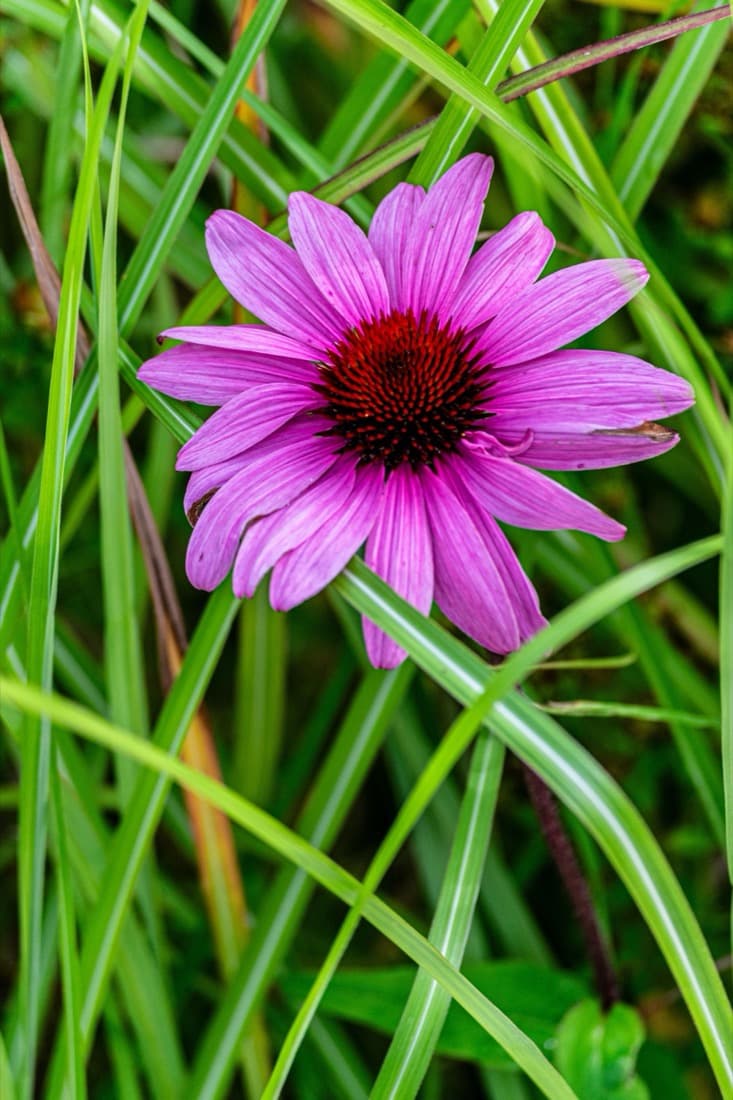 Coneflower (Echinacea purpurea)