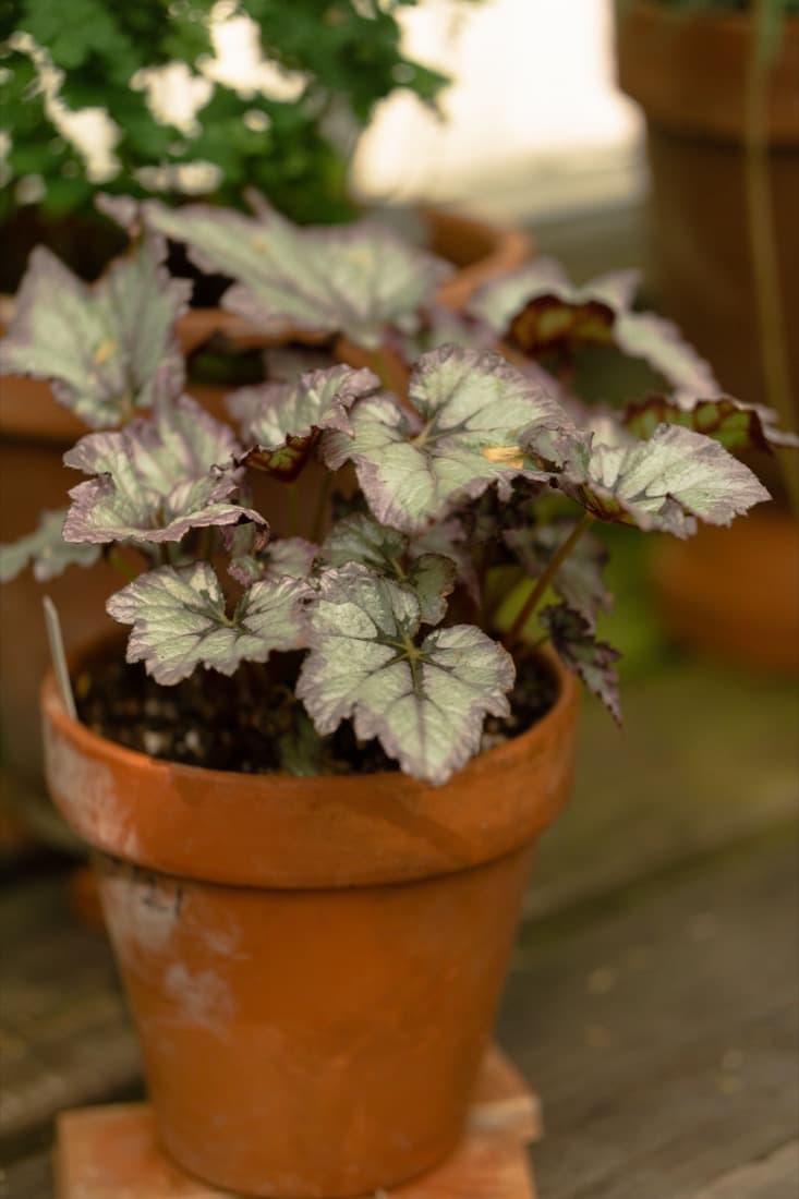 Coral Bells (Heuchera hybrids)
