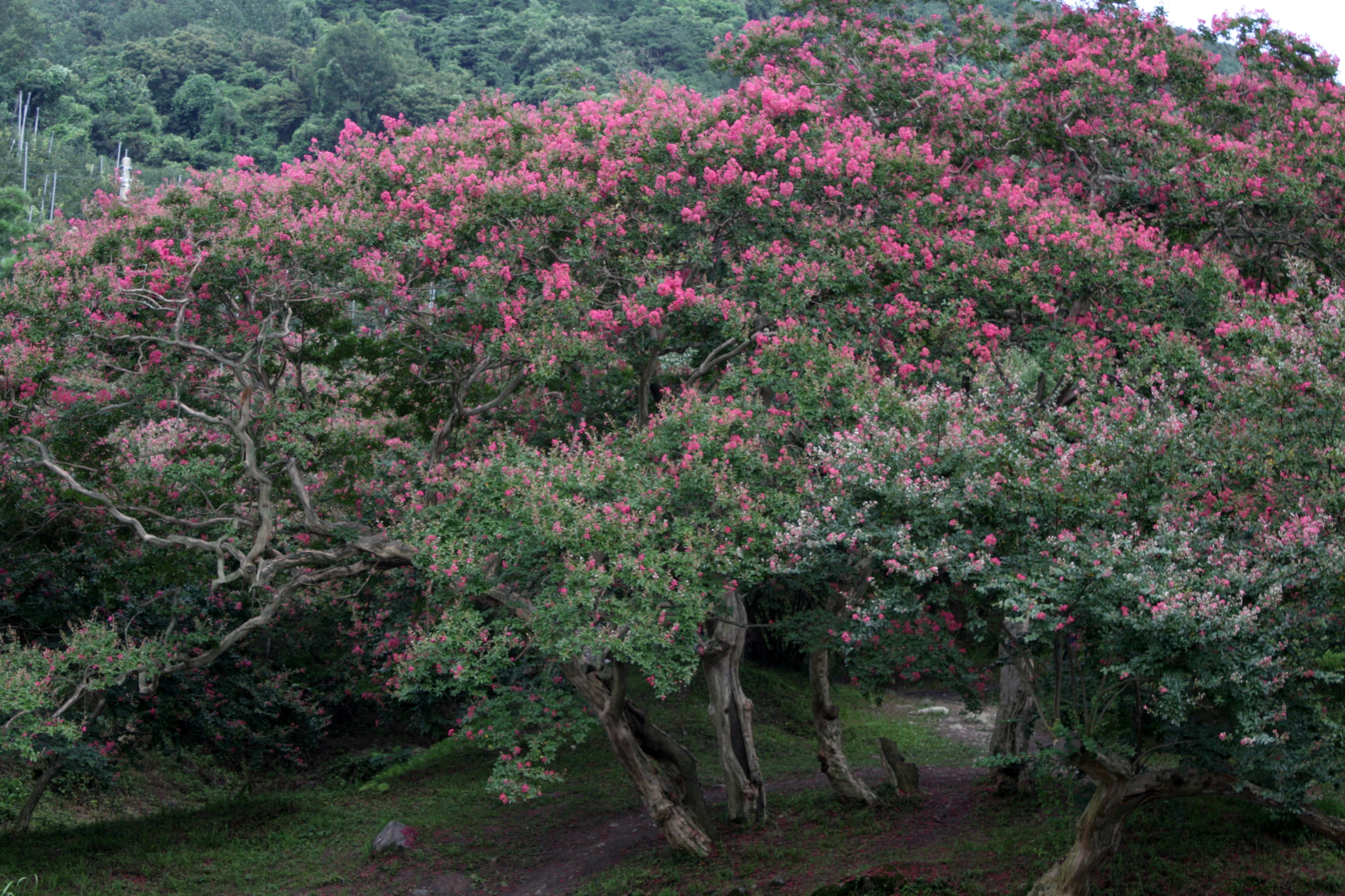 Crape Myrtle (Lagerstroemia indica)