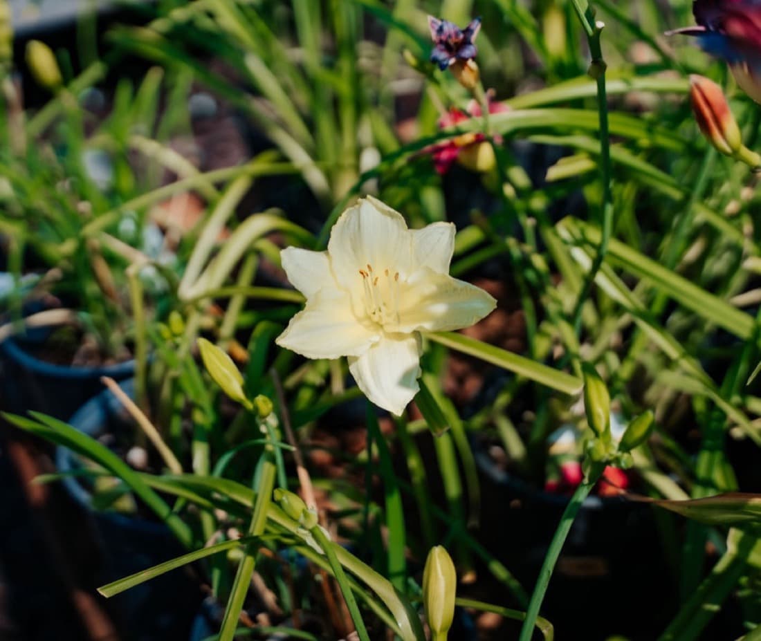 Daylily (Hemerocallis hybrids)