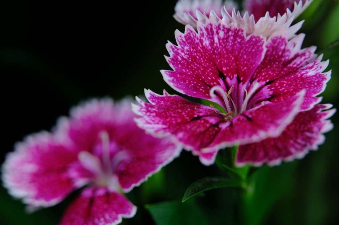 Dianthus (Dianthus hybrids)
