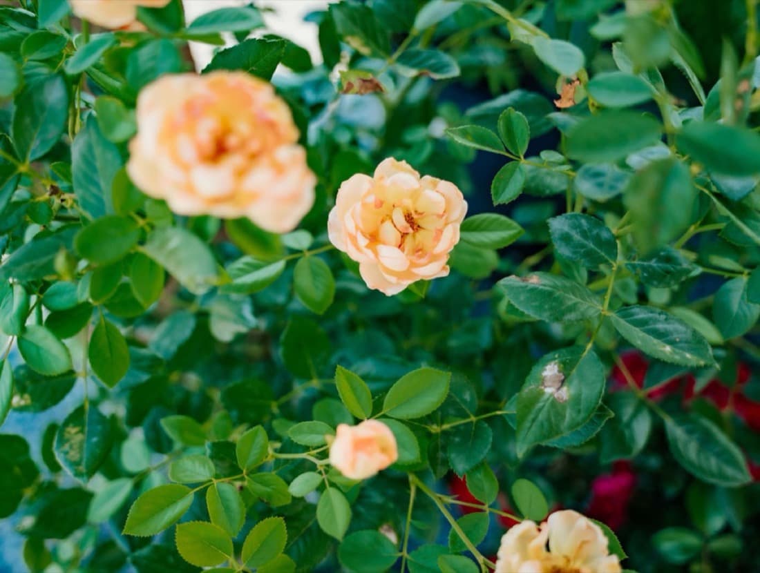Knock Out & Drift Roses (Rosa hybrids)