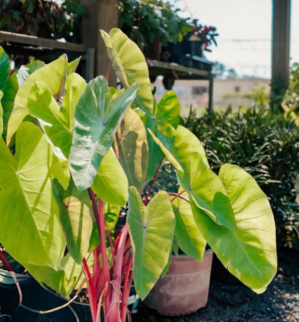 Backlit elephant ear leaves glowing lime green.