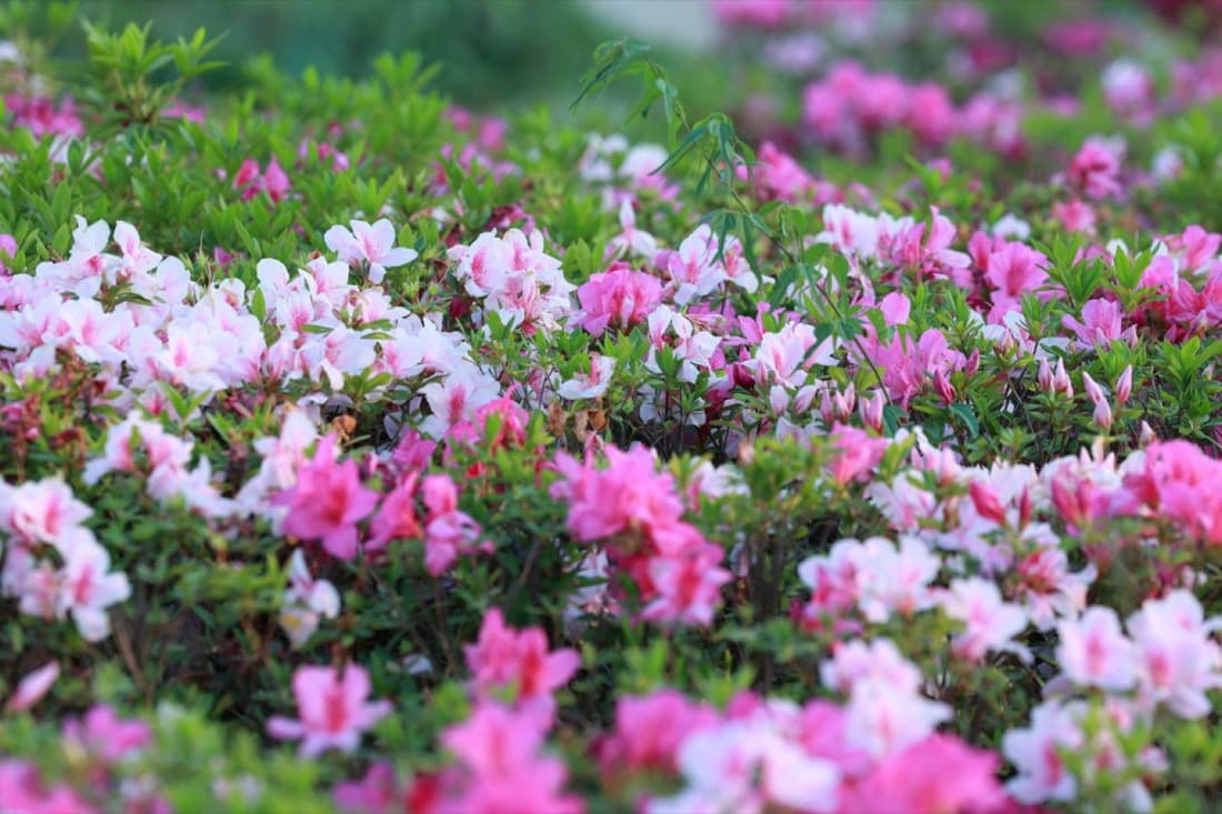Encore Azalea (Rhododendron hybrids)