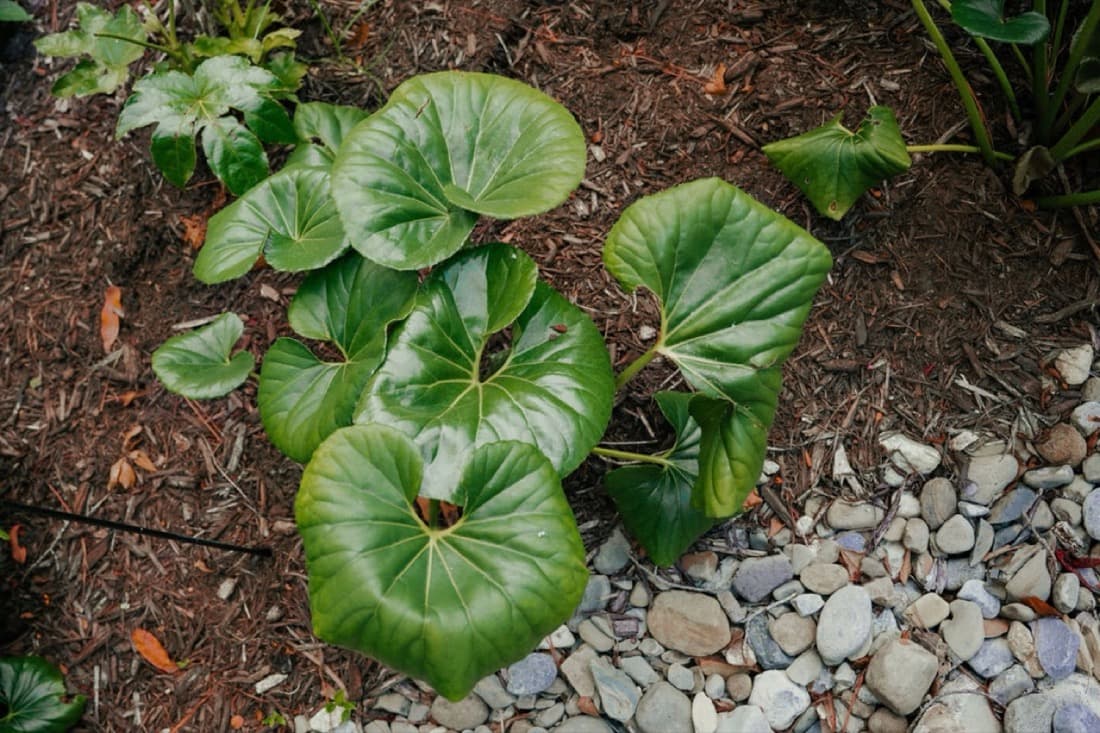 Leopard Plant (Farfugium japonicum)