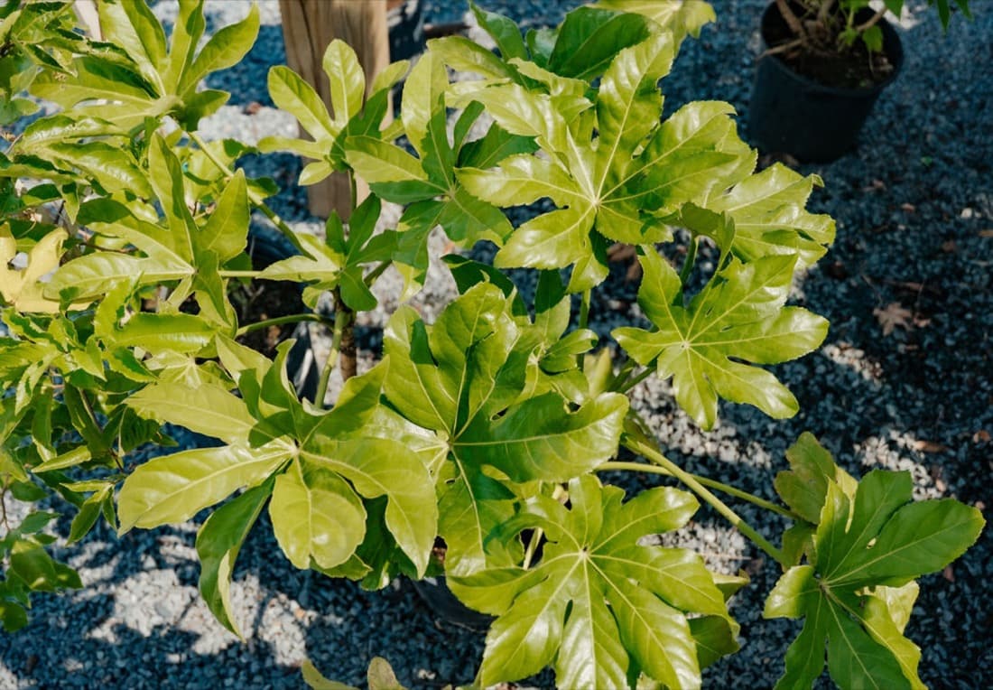 Fatsia (Fatsia japonica)