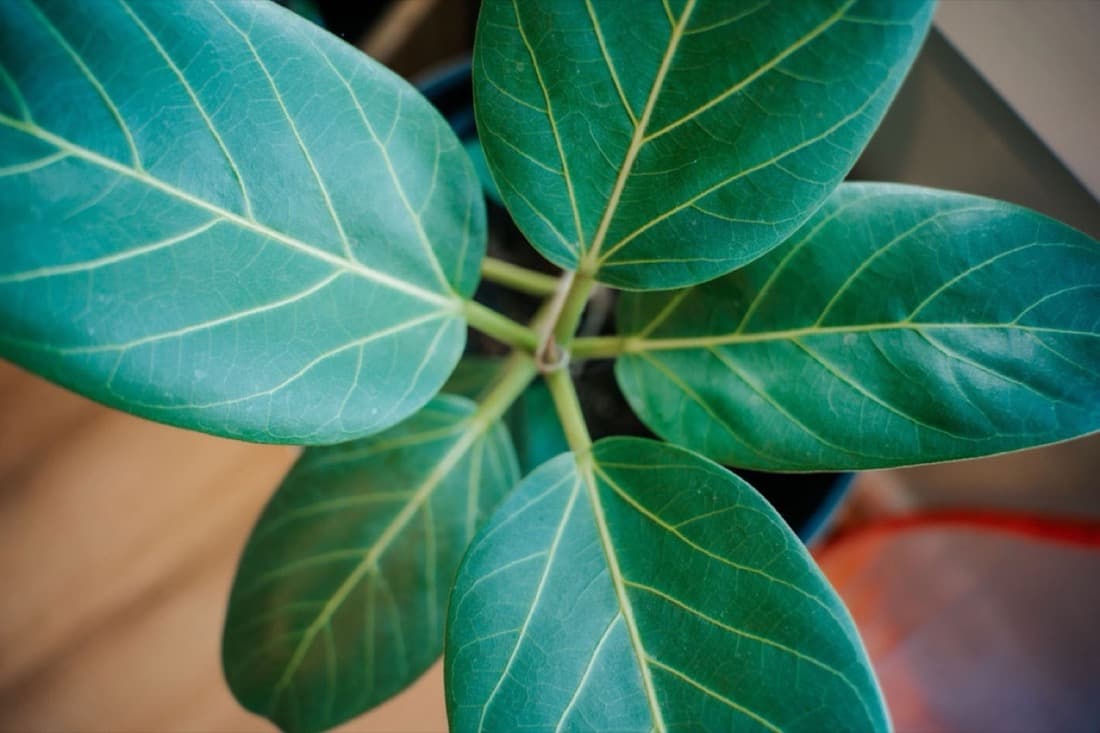 Ficus Audrey (Ficus benghalensis)