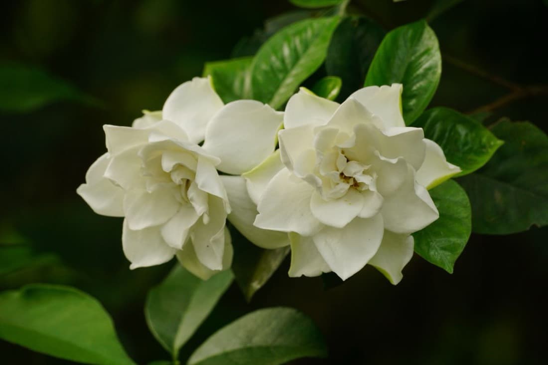 Gardenia (Gardenia jasminoides)