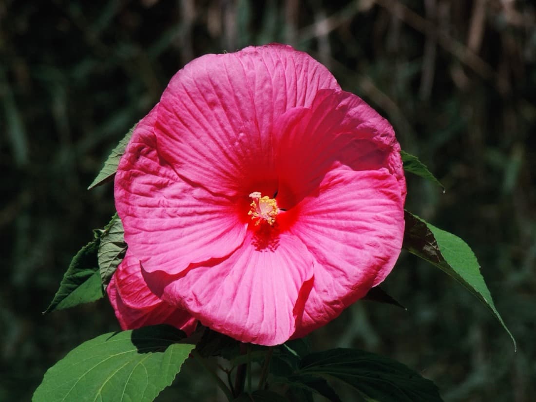 Hardy Hibiscus (Hibiscus moscheutos)