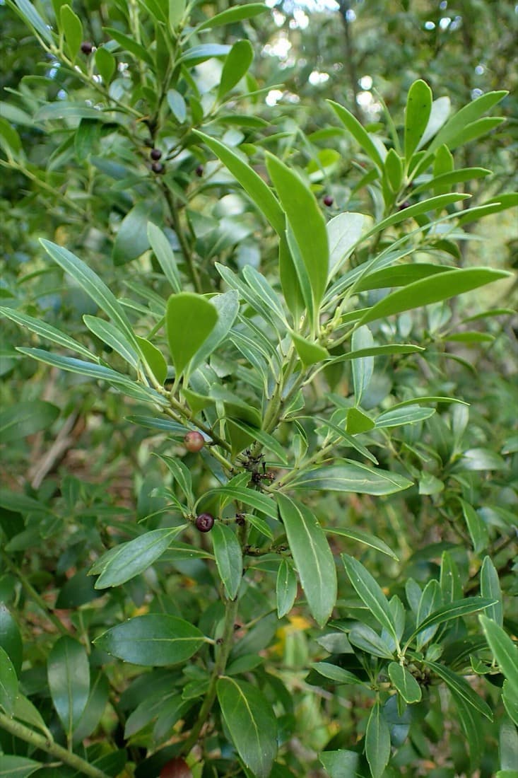 Inkberry Holly (Ilex glabra)