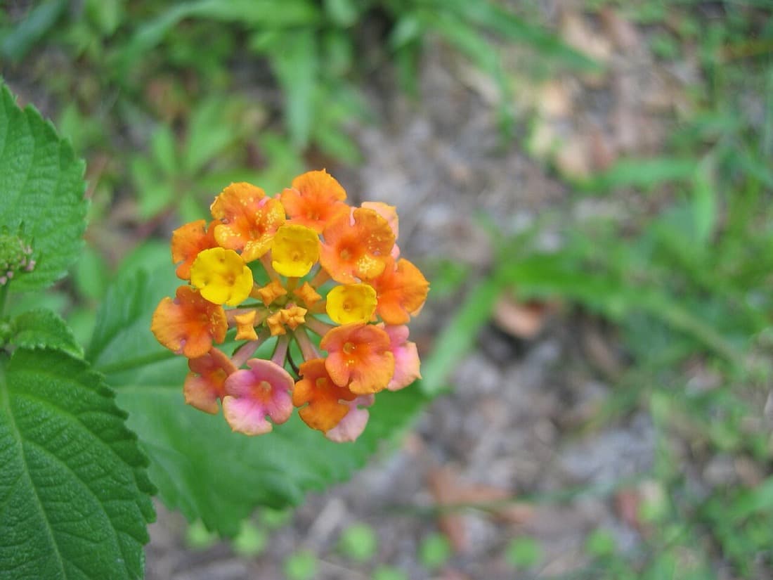 Lantana (Lantana camara)