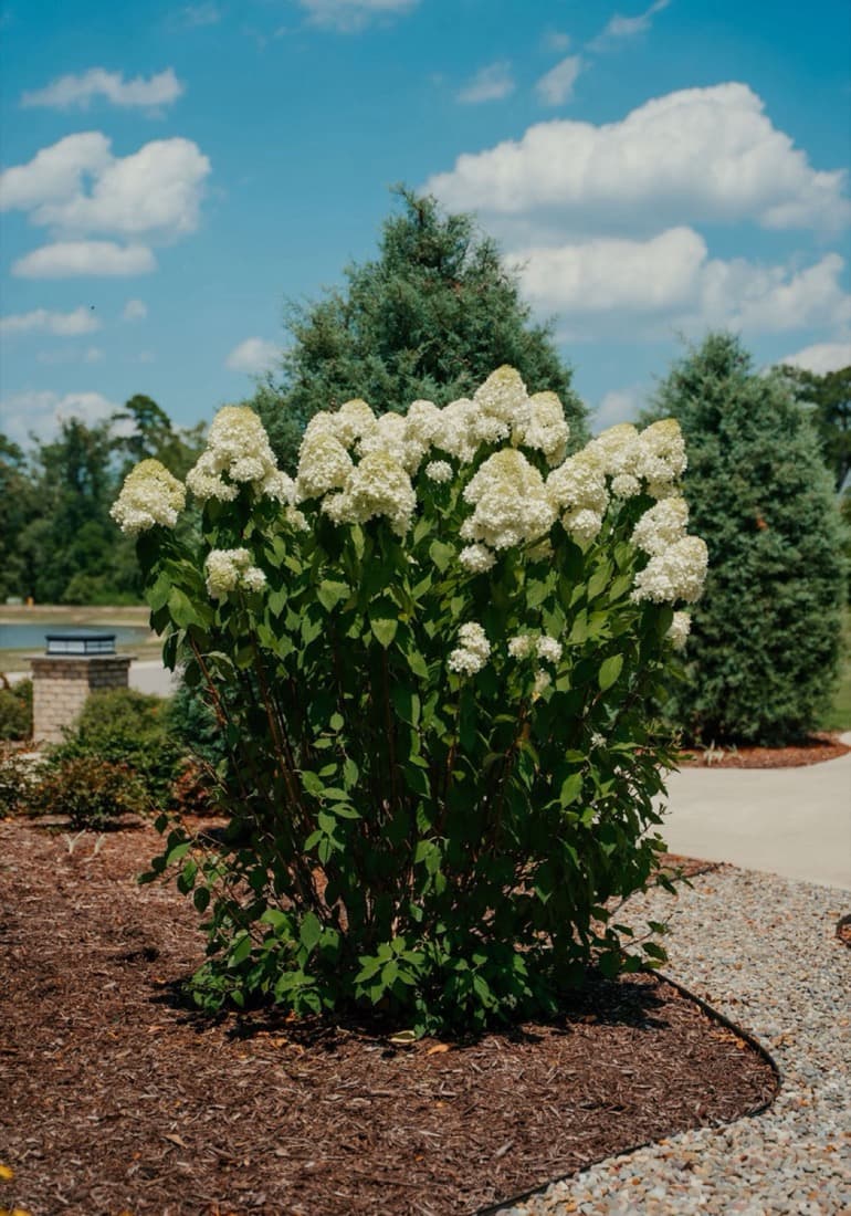 Limelight Hydrangea (Hydrangea paniculata 'Limelight')