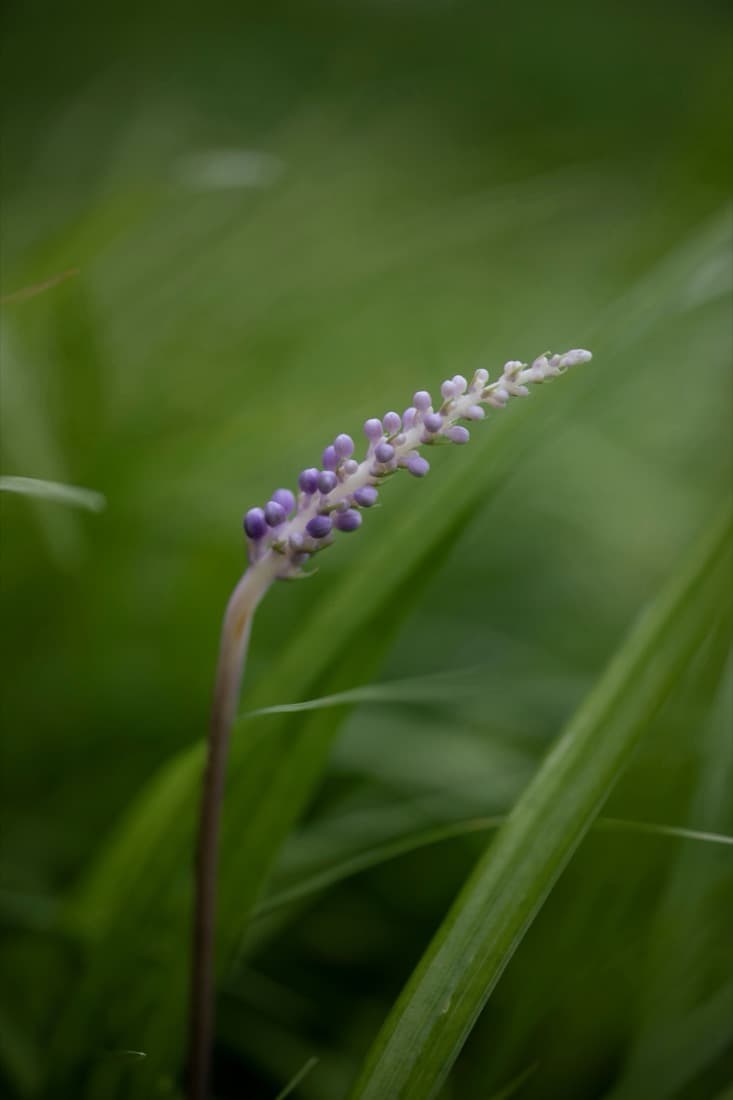Liriope (Liriope muscari)