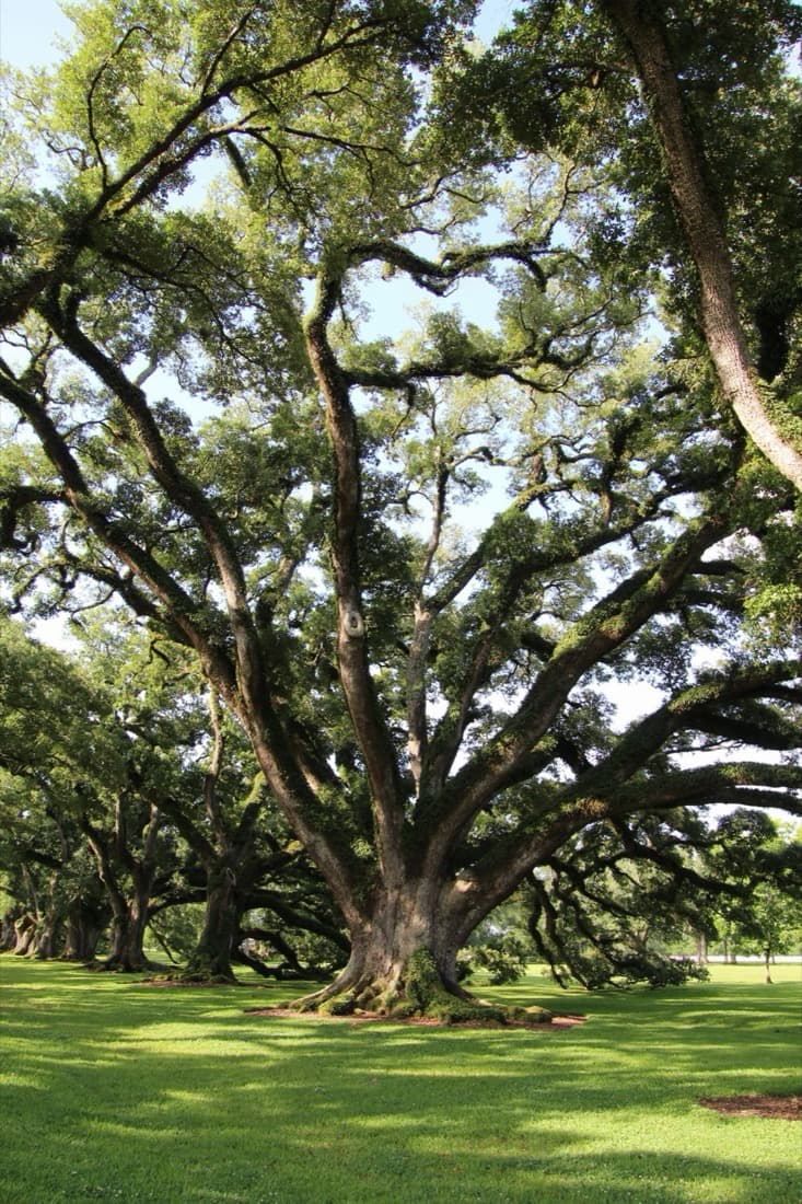 Live Oak (Quercus virginiana)