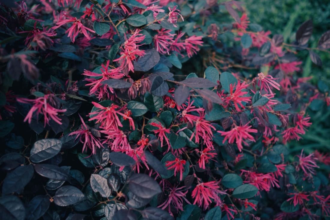Loropetalum (Loropetalum chinense)