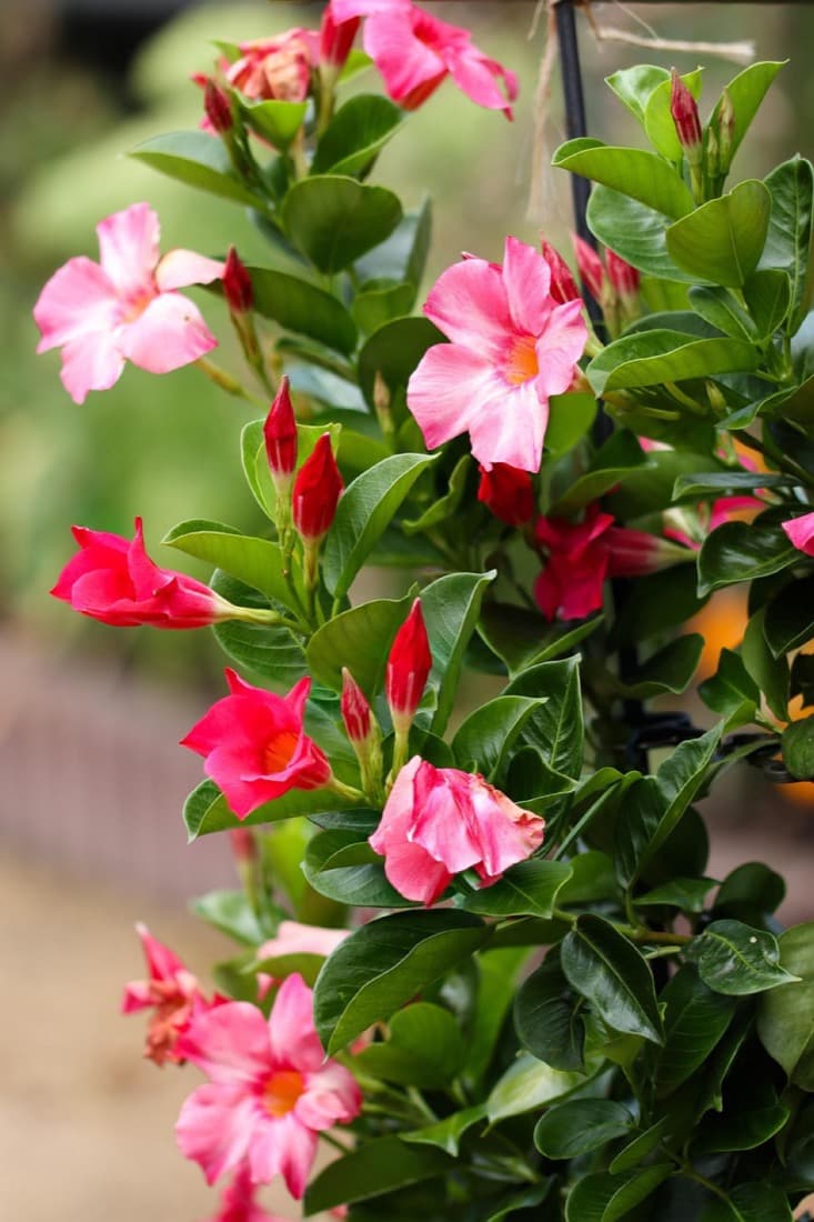 Mandevilla (Mandevilla hybrids)