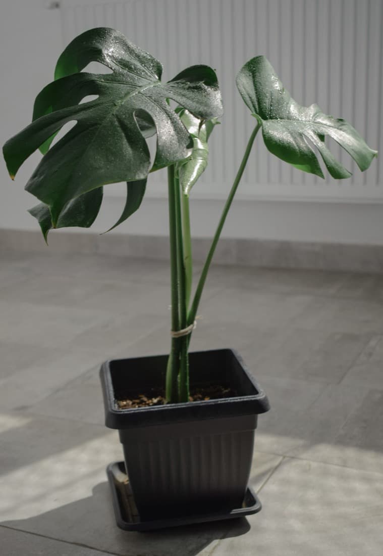 Monstera (Monstera deliciosa)