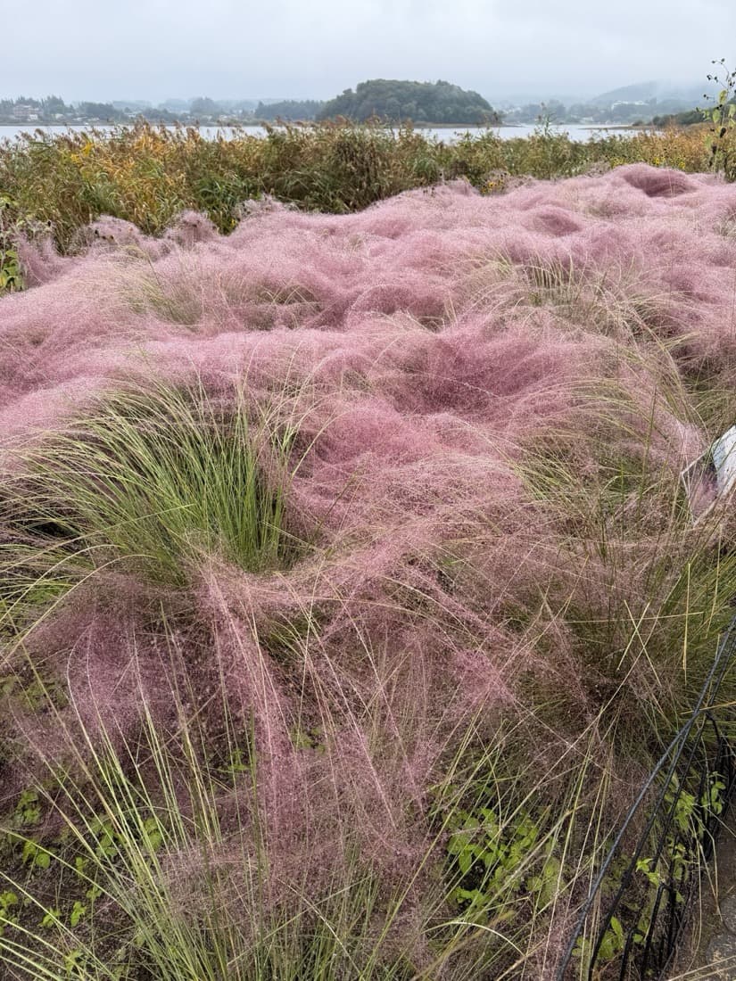 Muhly Grass (Muhlenbergia capillaris)