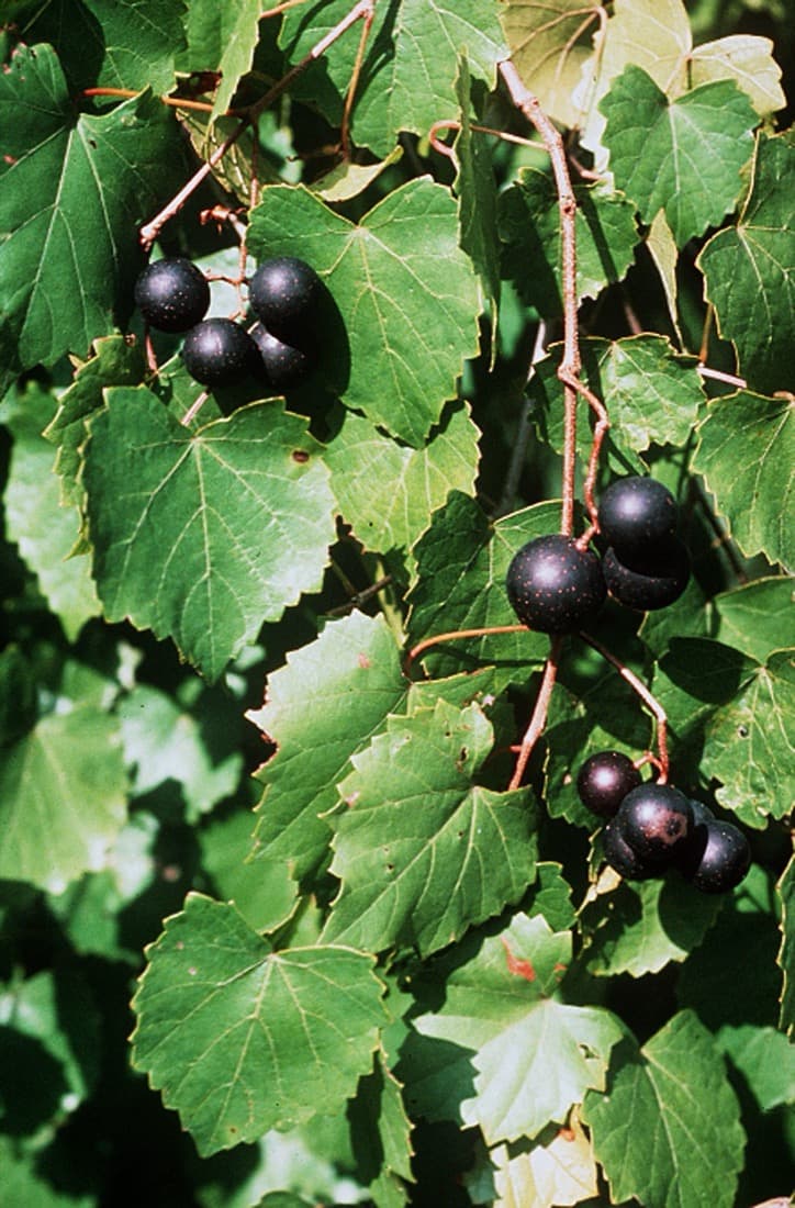 Muscadine Grape (Vitis rotundifolia)