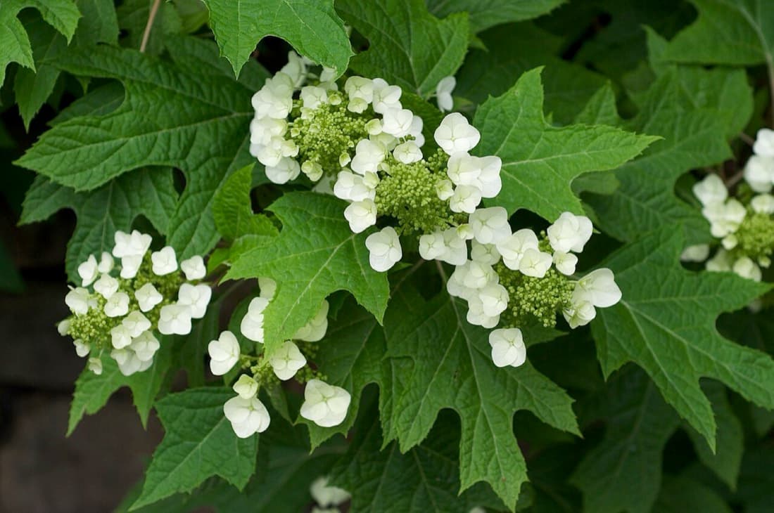 Oakleaf Hydrangea (Hydrangea quercifolia)