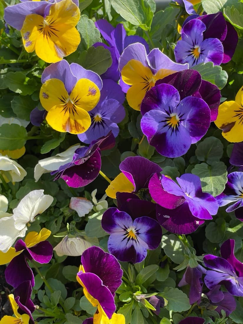 Pansy & Viola (Viola hybrids)