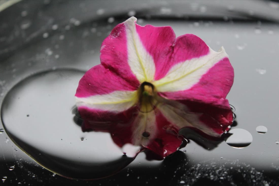 Petunia (Petunia hybrids)